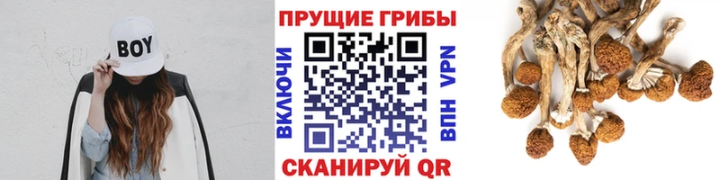 Купить закладки  Сергач  Галлюциногенные грибы прущие грибы 